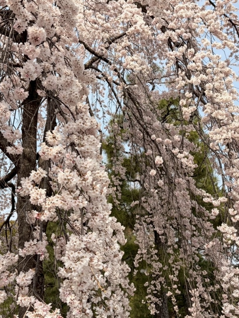桜見に行ってきた🌸