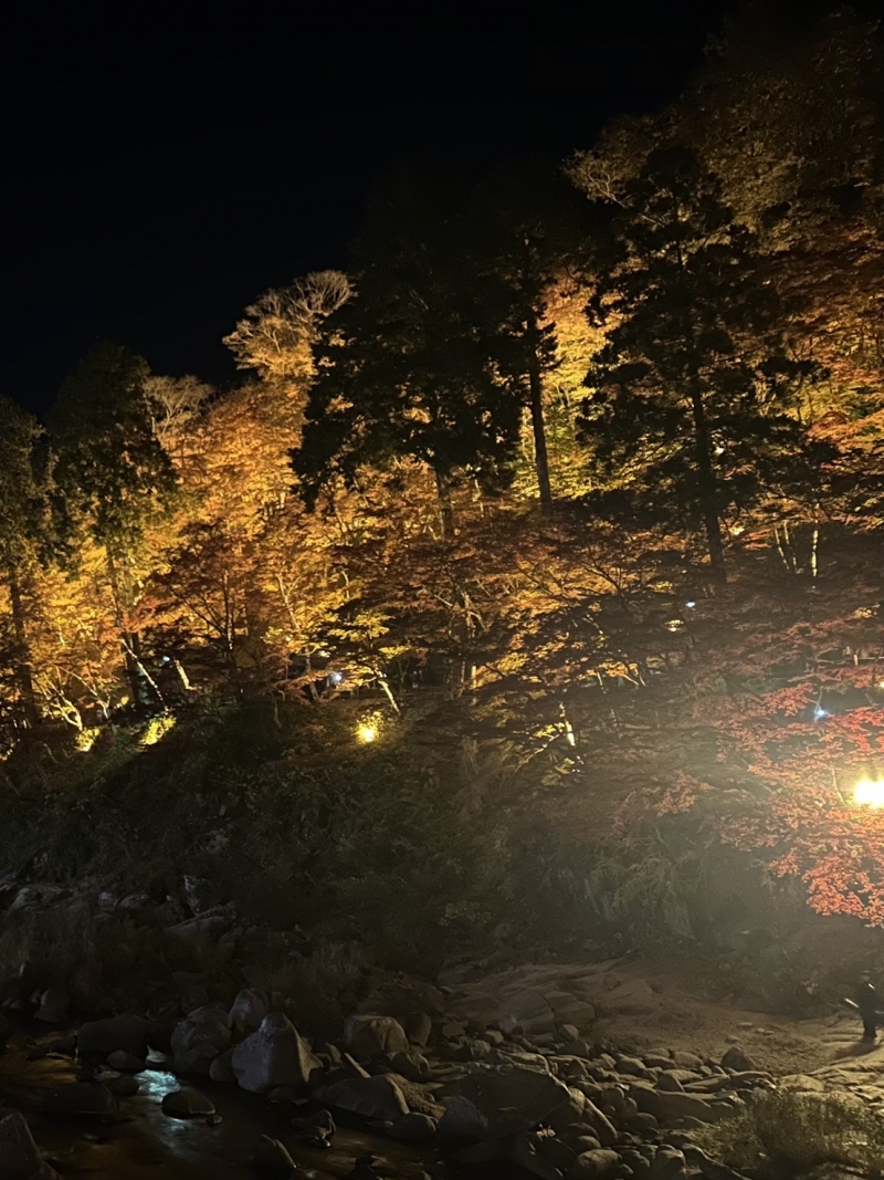 紅葉って素晴らしい🌼